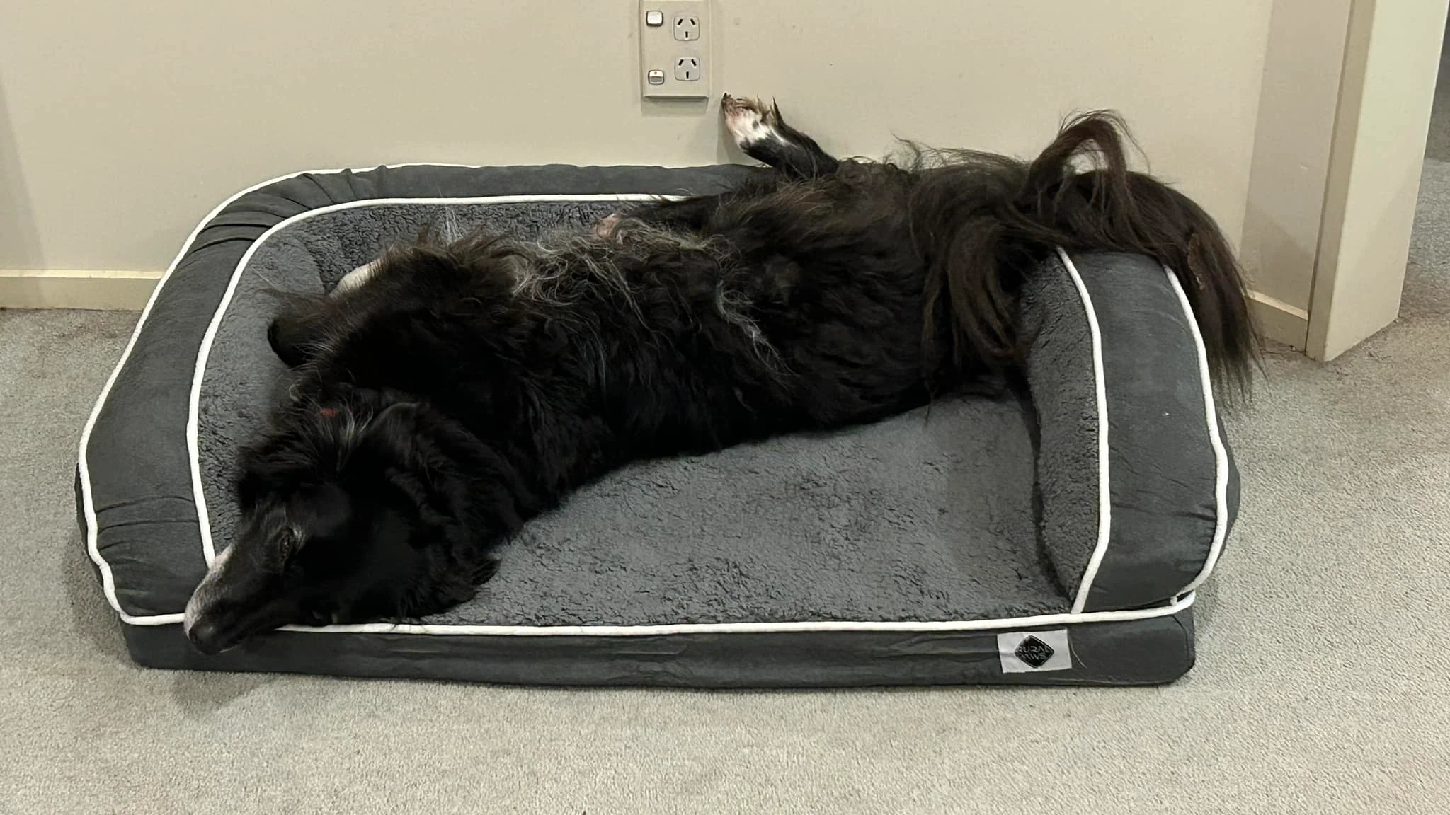 Memory Foam Dog Bed - XL - Image 7